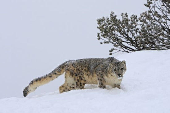 PHOTOWALL / Snow Leopard (e314527)