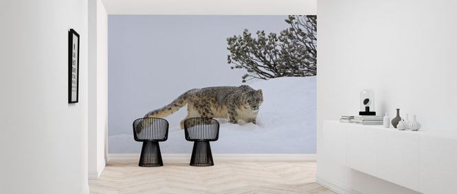 PHOTOWALL / Snow Leopard (e314527)