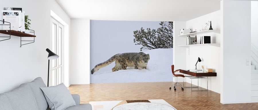 PHOTOWALL / Snow Leopard (e314527)