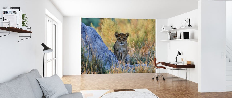 PHOTOWALL / African Lion Cub (e314529)