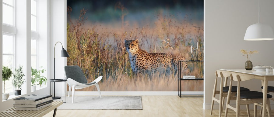 PHOTOWALL / Cheetah in Morning Light (e314530)