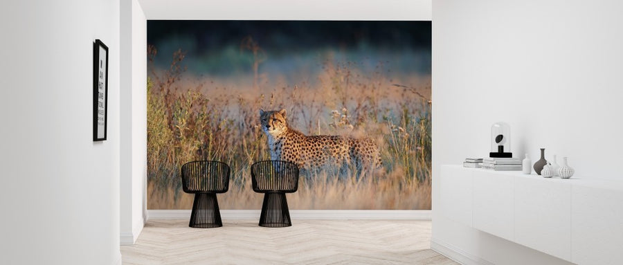 PHOTOWALL / Cheetah in Morning Light (e314530)