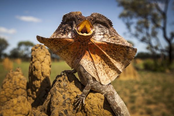 PHOTOWALL / Frill Neck Lizard (e314533)