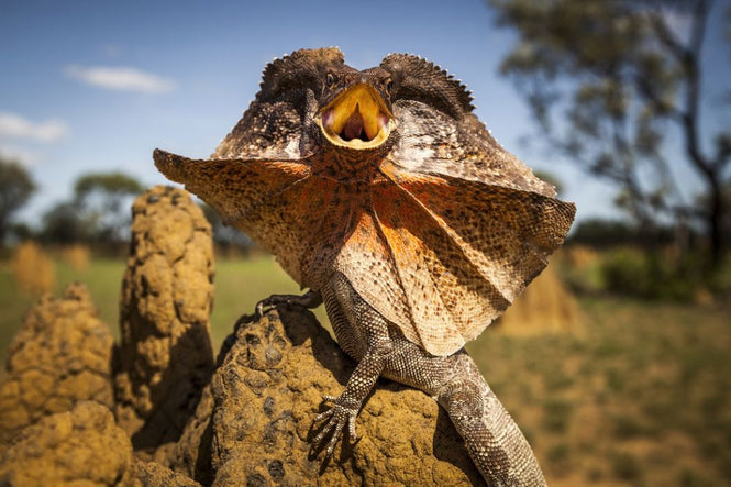 PHOTOWALL / Frill Neck Lizard (e314533)