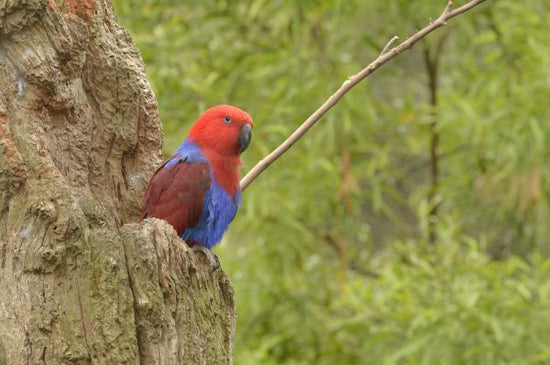 PHOTOWALL / Eclectus Parrot (e314534)