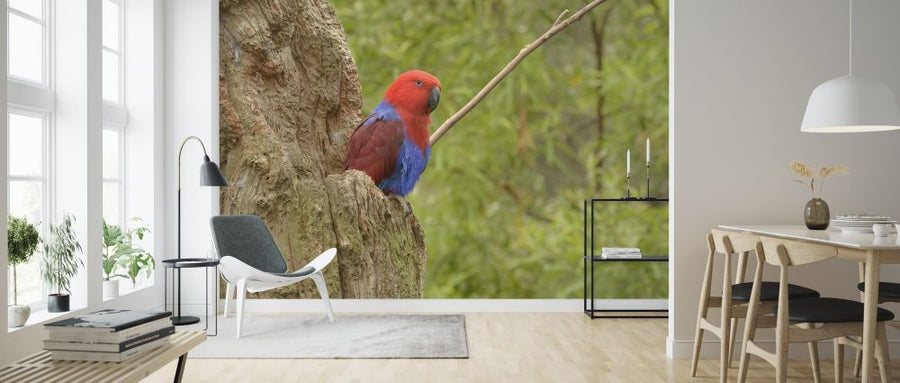 PHOTOWALL / Eclectus Parrot (e314534)