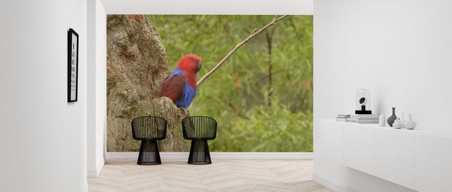 PHOTOWALL / Eclectus Parrot (e314534)