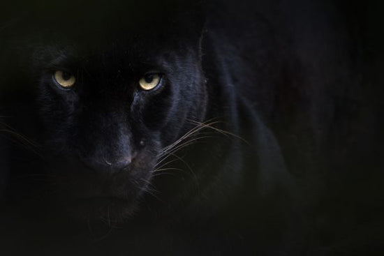 PHOTOWALL / Black Panther (e314535)