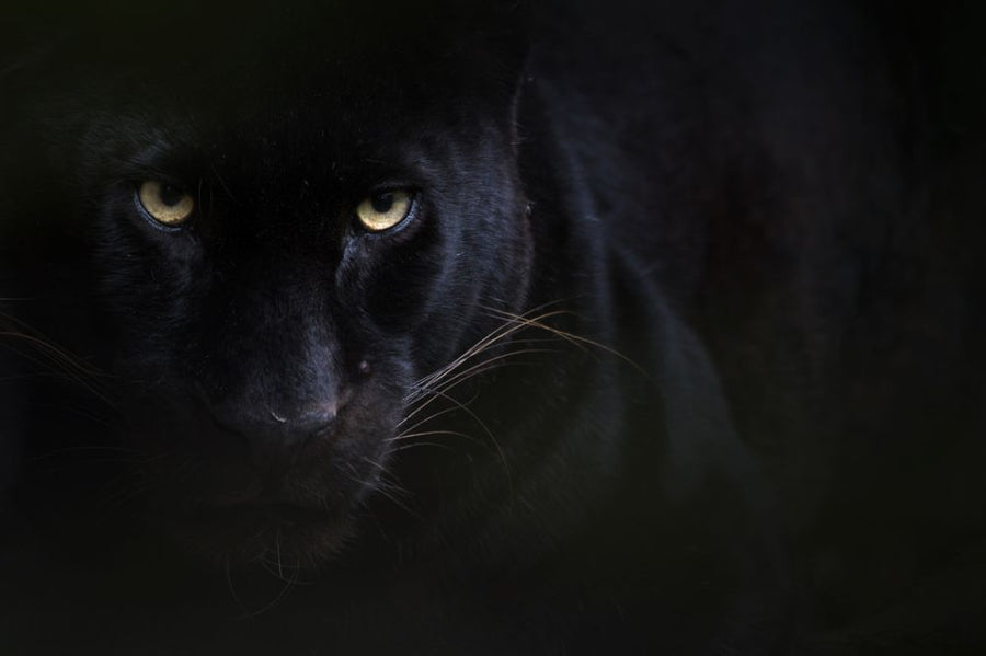 PHOTOWALL / Black Panther (e314535)