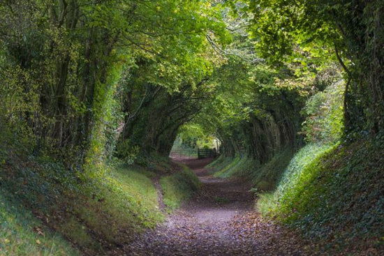 PHOTOWALL / Tunnel of Trees (e314532)