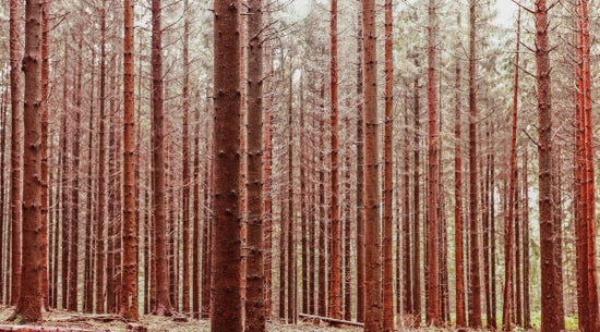 PHOTOWALL / Red Forest Trees (e314313)