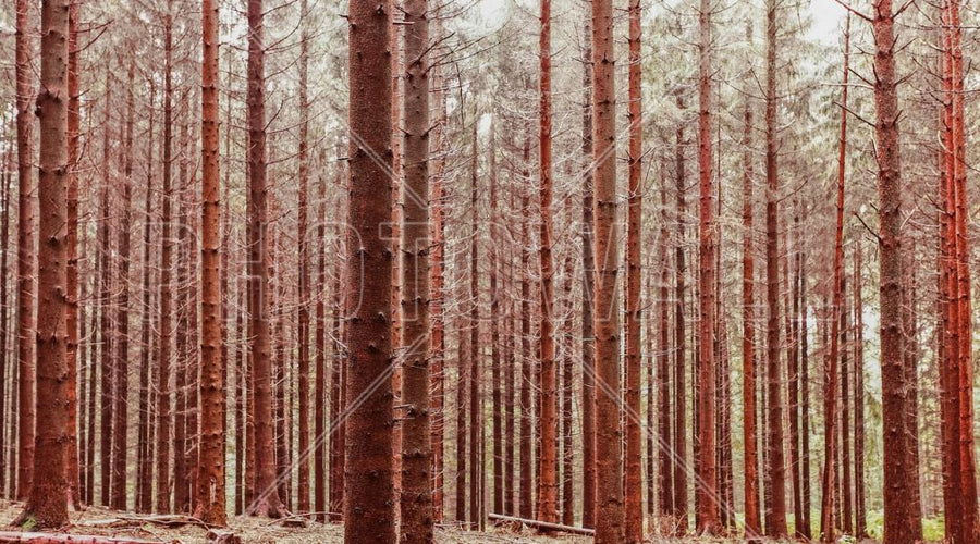 PHOTOWALL / Red Forest Trees (e314313)