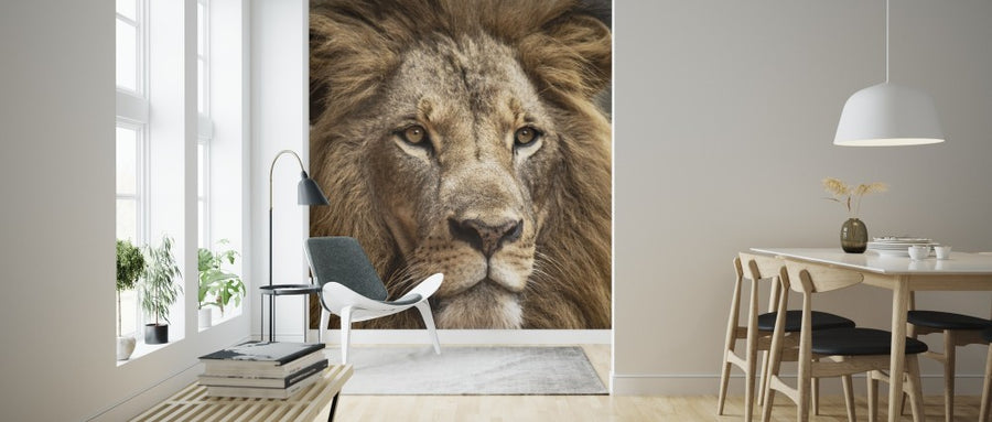 PHOTOWALL / Stunning Lion (e314322) | 輸入壁紙専門店 WALPA – WALPA.jp