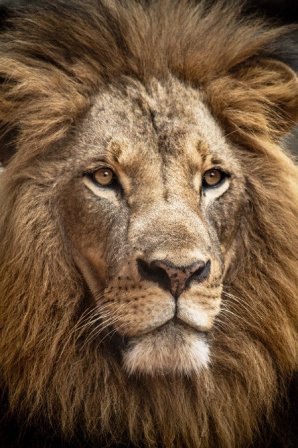 PHOTOWALL / Stunning Lion (e314322)