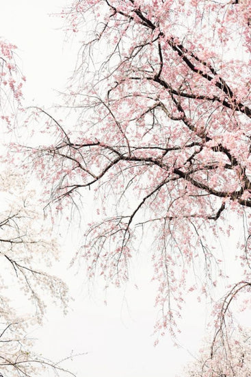 PHOTOWALL / Cherry Blossoms (e314331)