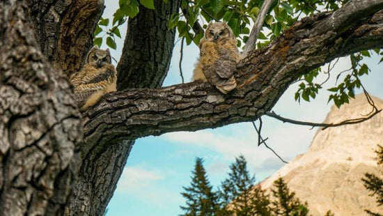 PHOTOWALL / Great Horned Owls (e314354)