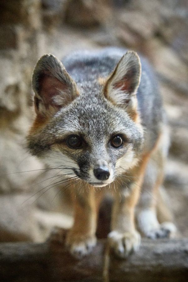 PHOTOWALL / Little Fox (e314368)