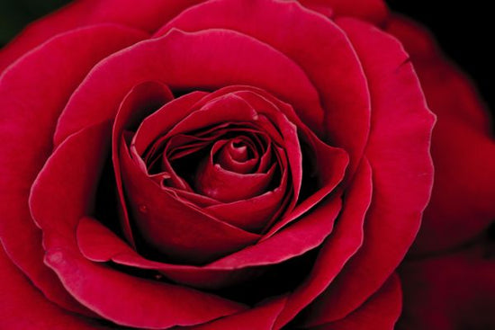 PHOTOWALL / Red Rose (e314375)