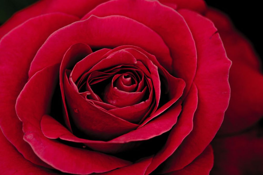 PHOTOWALL / Red Rose (e314375)