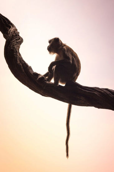 PHOTOWALL / Long Tailed Macaque (e314380)