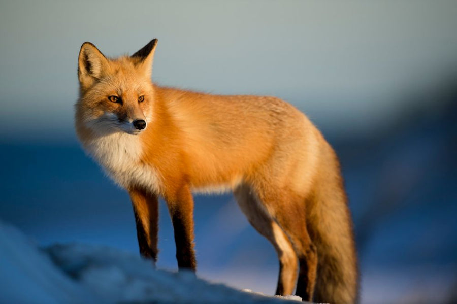 PHOTOWALL / Staring Fox (e314588)