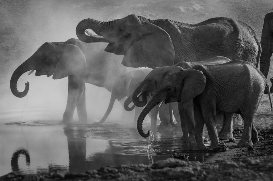 PHOTOWALL / Elephants at Waterhole (e314594)