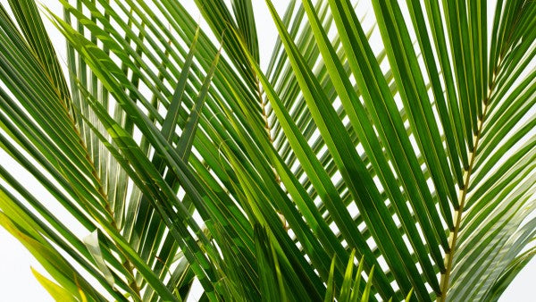PHOTOWALL / Palm Leaf (e314682)