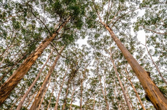 PHOTOWALL / Tall Forest Trees (e314684)