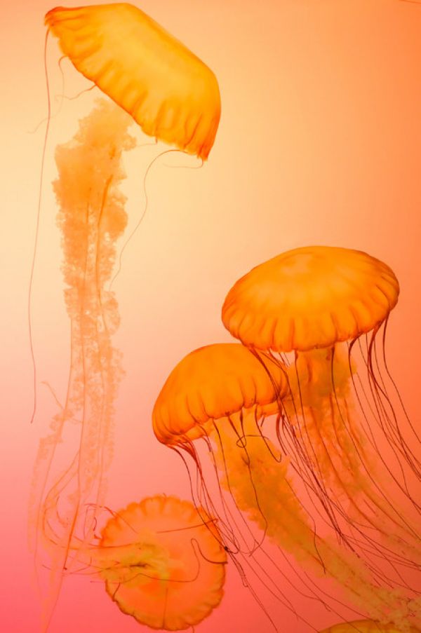 PHOTOWALL / Jellyfish (e314690)