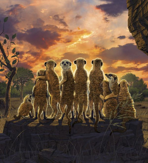 PHOTOWALL / Meerkats (e315271)