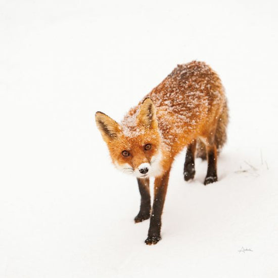 PHOTOWALL / Red Fox II (e315277)