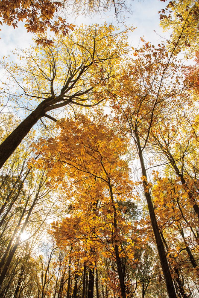 PHOTOWALL / Towering Trees II (e315279)