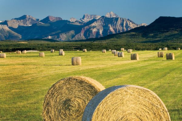 PHOTOWALL / Waterton Hay Bales (e315280)