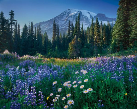 PHOTOWALL / Mount Rainier (e315281)