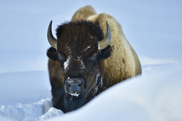 PHOTOWALL / Winter Bison (e315296)