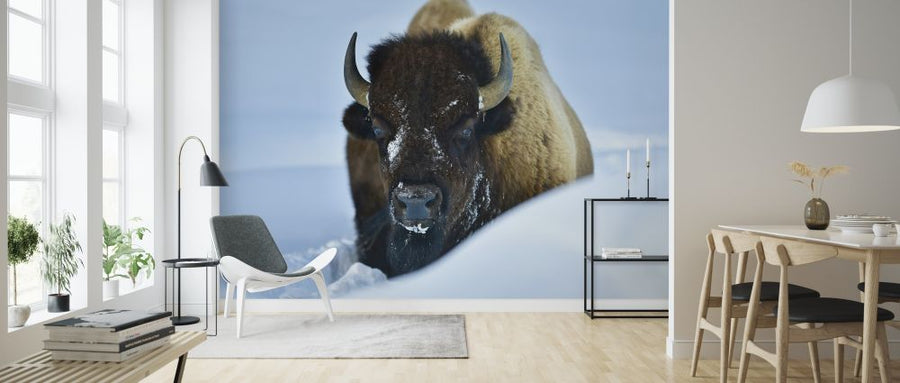 PHOTOWALL / Winter Bison (e315296)