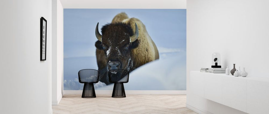 PHOTOWALL / Winter Bison (e315296)