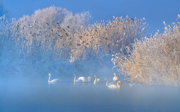 PHOTOWALL / Blue Swan Lake (e315300)