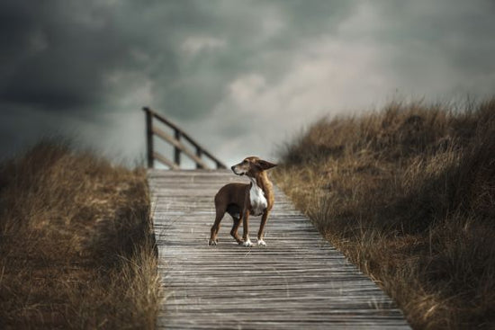 PHOTOWALL / Dog on Boardwalk (e315311)