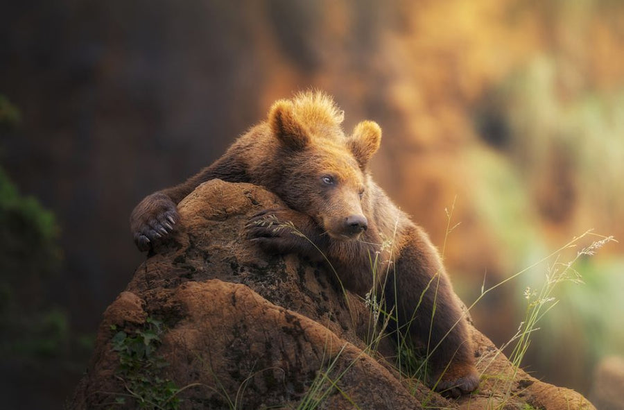 PHOTOWALL / Brown Bear (e315312)