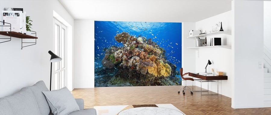 PHOTOWALL / Marine Biodiversity (e315316)