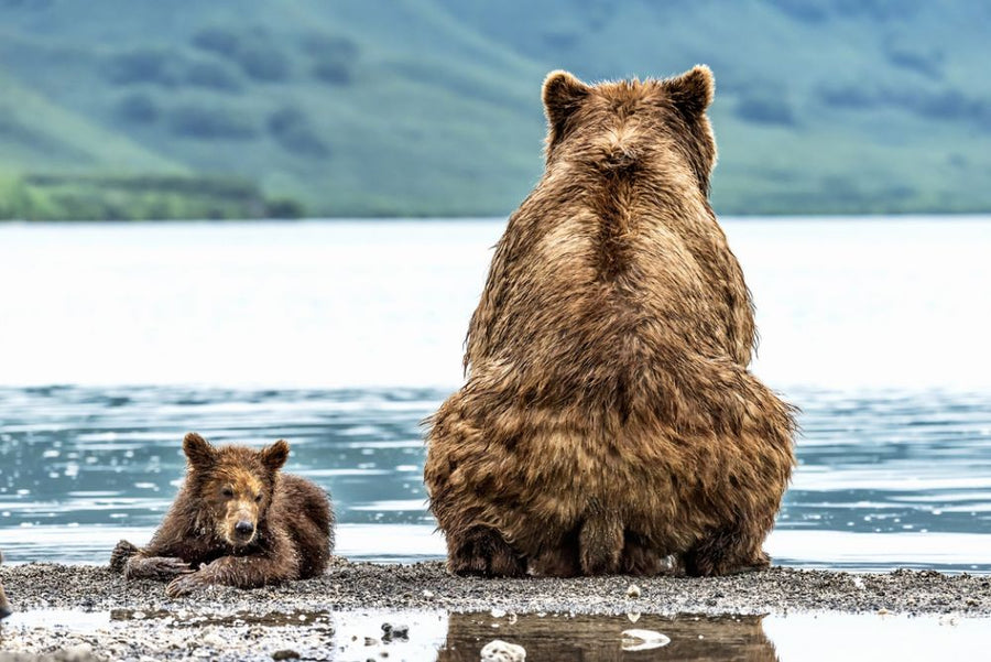 PHOTOWALL / Bear and Cub (e315319)