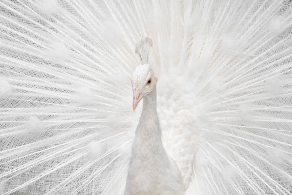 PHOTOWALL / Peafowl (e315321)
