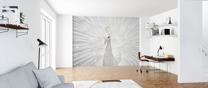 PHOTOWALL / Peafowl (e315321)