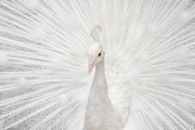 PHOTOWALL / Peafowl (e315321)