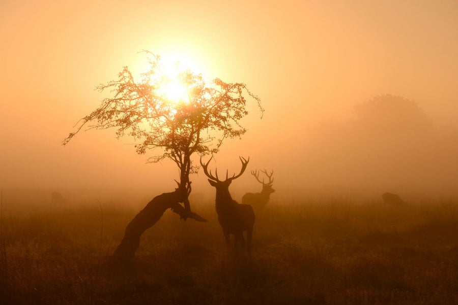 PHOTOWALL / Sun and Deers (e315329)