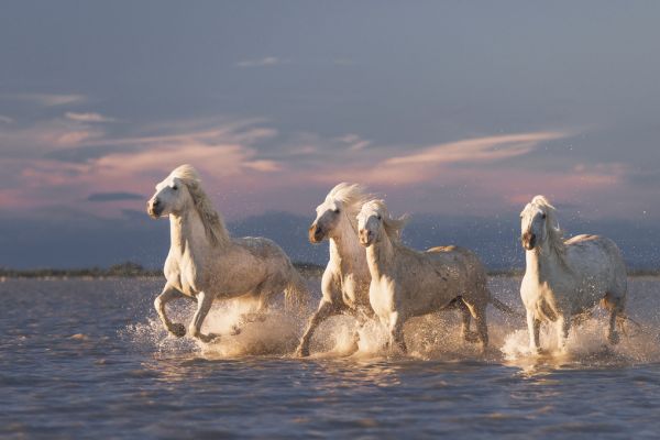 PHOTOWALL / Angels of Camargue II (e315339)