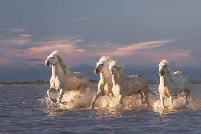 PHOTOWALL / Angels of Camargue II (e315339)