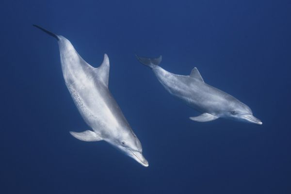 PHOTOWALL / Bottlenose Dolphins (e315364)