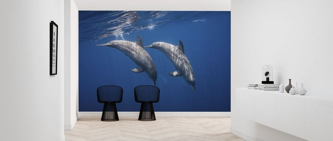 PHOTOWALL / Two Bottlenose Dolphins (e315366)